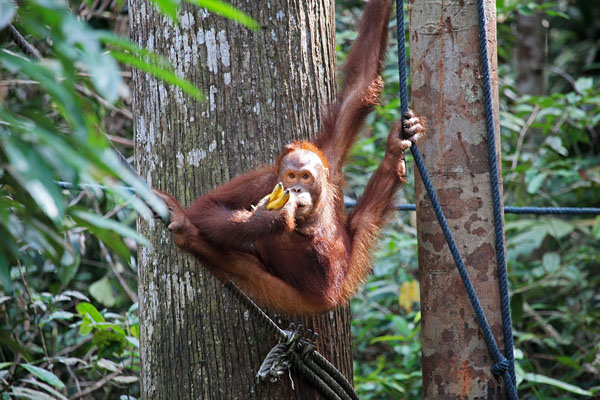 Orang Utan